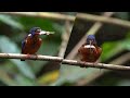 Male Blue-eared Kingfisher