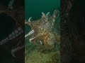 An Epic Octopus Fight #Octopus #Scubadiving #vancouverisland #ocean #nanoosebay