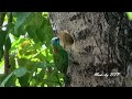 五色鳥挖洞築巢/Taiwan Barbet Nesting