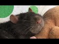 rat cuddling a teddy bear