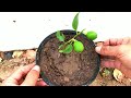 Grafting Citrus Trees - Cleft Grafting a Fruit Cocktail Tree