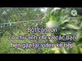 tham quan vườn cam sành khu vực trà ôn