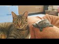 なぜか笑えるw猫と亀のいる生活【Life with cats and turtles makes me laugh for some reason】