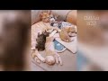 Try Not To Laugh 😻 | WoW So Cute ❤️❤️ Funny cats reaction | Hello Cat #funnycatvideos #cutecatvideos