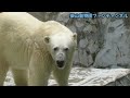 トホホ。今日もやっちゃいました。ホッキョクグマのフブキ🐻‍❄️⚾️💨【東山動植物園】