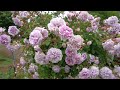 KEISEI ROSE GARDEN 2023 CHIBA JAPAN