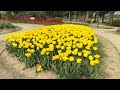 대전 유림 공원  튤립  4K HDR  walking tour daejeon  korea4k  #tulip #korea4k #4khdr