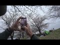 Cerejeiras no Japão: fui em mais um parque secreto longe dos turistas!