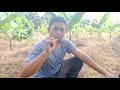 TUTORIAL TAMANG PAGTANGGAL NG SUWI NG SAGING LAKATAN/SUCKER PRUNING/GAS PRUNING.