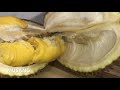 Durian Comparison Taste Test Mornthong vs Musang King