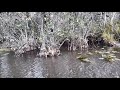 Everglades Gator Park Air Boat Tour - Miami USA | Everglades Tours | Airboat Tours