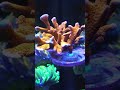 mixed reef tank
