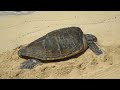 Turtles on Laniakea (Turtle) Beach, North Shore, Oahu