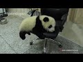 What will happen when a panda cub comes to your office?