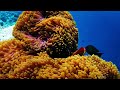 MOST BEAUTIFUL FISHES IN THE WORLD 8K ULTRA HD