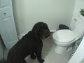 Dog Caught Drinking In Toilet