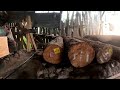 #woodworking ,the finishing process of splitting large pine logs for the production of slab boards