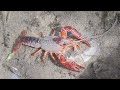 Crayfish at Lempa   HD 1080p