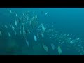 Scuba Diving The Middle Arch, New Zealand