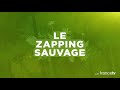 Martre d'Amérique VS souris - ZAPPING SAUVAGE