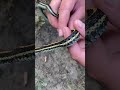 Gardner snake 🐍 stuck in pop can opener