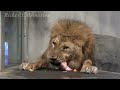 円山動物園のライオン「リッキー」19歳までのヒストリー〜優しさとプライド〜Rickey the Lion history