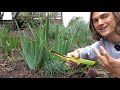 Iris Fall Cleanup for Bearded Iris Plants - do this before Winter