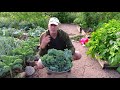 How to Harvest Kale