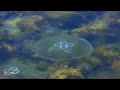 Mega Hits 2024 🎵 The Best Of Relaxing Beats Music Mix 2024 🎵 Mesmerizing Jellyfish Movements #23