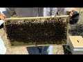 Week 9 hive 1 full inspection