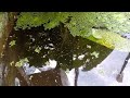 kolam ikan guppy dengan konsep natural alam liar