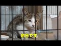 [Protecting stray cats and kittens] One kitten left in the hot sun in tears, hoping to stay alive