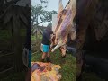 skinning beef with the trailer