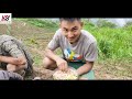 Naga Traditional way of Rice Transplanting /manual paddy/