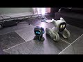 loona petbot and emo pet playing