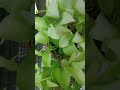 1 week bitter gourd /ampalaya was so fast #plants #viral #vegetables #ampalaya #bittergourd