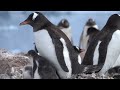 Gentoo Super Parents