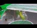 Monarch cat to pupa, chrysalis