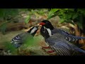 Valley of Birds Under Threat (Full Movie) - Nature Documentary