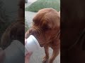 My Dog Zeus eats ice cream for the first time
