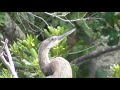 Anhinga Chicks Follow Up Coverage - Summer 2020