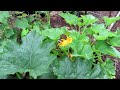 A Complete Guide to Growing Summer Squash & Zucchini: Planting, Watering, Fertilizing, & Pruning