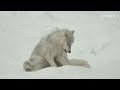 Magic Greenland: ice giants and remote villages