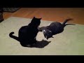 Cat Smackdown