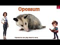 50 Wild Animals with Pictures | English Sentences | wild animal names | Kids Vocabulary | #animals