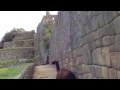 Resident llamas at Machu Picchu