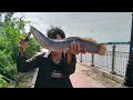 Câu Cá Trê Sông Cần Giuộc Long An.Catfishing on Can Giuoc River, Long An.#fishing.#cauca.#câucá