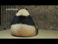 Panda keeper gives the baby cub back to his mum