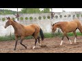 The beauty of akhal-teke horses