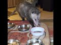 OPOSSUM CAFE Revisited/ George didn't come in (4)